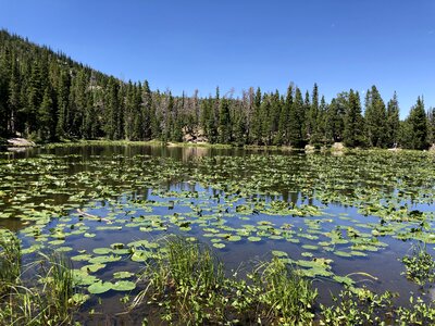 Aquatic aquatic plant biology
