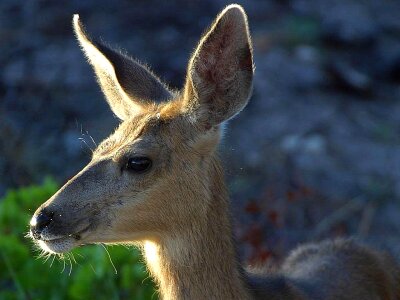 Deer queue white