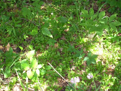 Silene Caryophyllaceae  