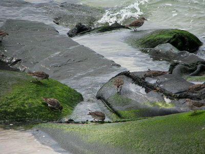 Purple sandpipers