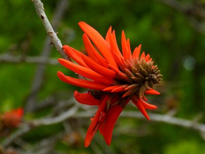 Blossom bloom africa