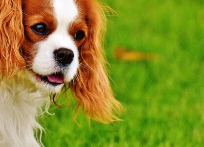Beautiful Photo canine dog