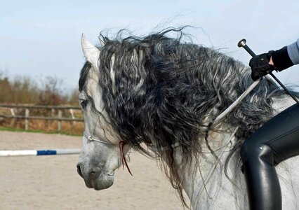 Cloud hair horse