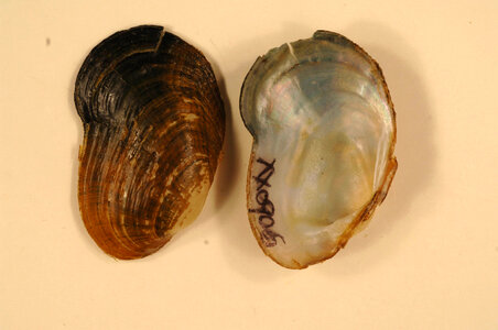 Epioblasma capsaeformis-1