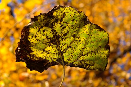 Leaf veins veins poplar