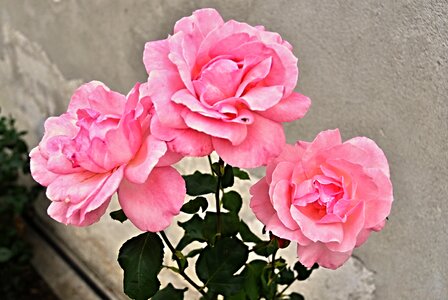 Rose flower pink roses flower
