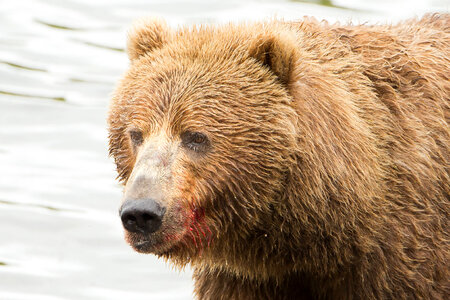 Kodiak brown bear close-up-5 photo