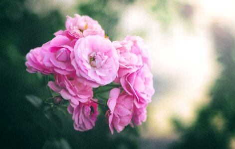 Pink garden red photo