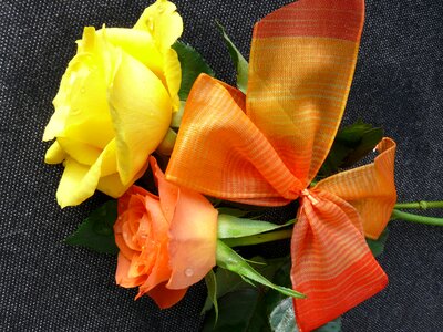 Bloom roses flowers