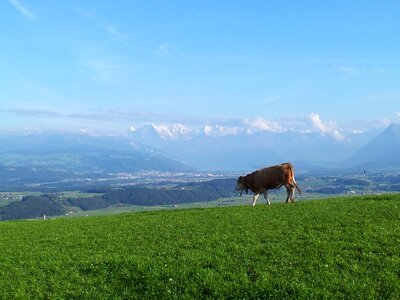 Cow landscape mountains