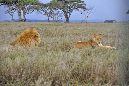 Masai Mara Lion photo