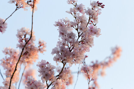Japan Cherry Blossom Flowers photo