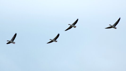 Flock of birds swarm flying