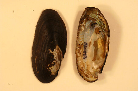 Elliptio arctata