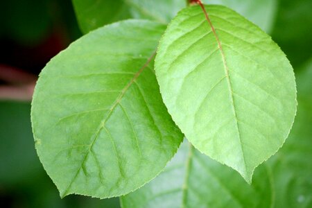 Dark Green green leaves leaf photo