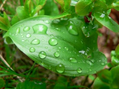 Greenery leaf 