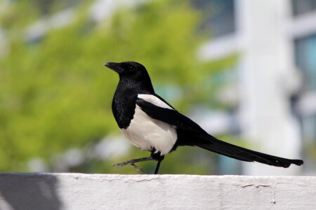 New birds the city's new
