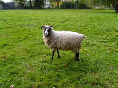 Gray sheep 