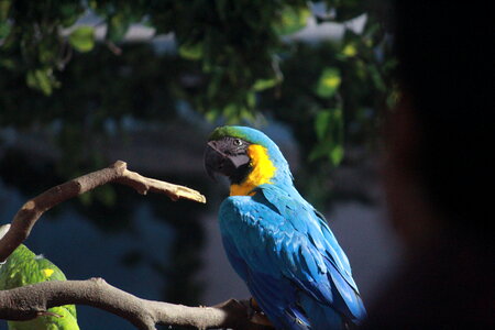 Blue Parrot photo
