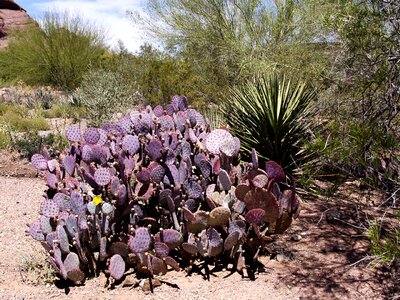 Hot dry nature photo