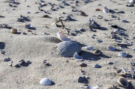 Beach marine nature photo