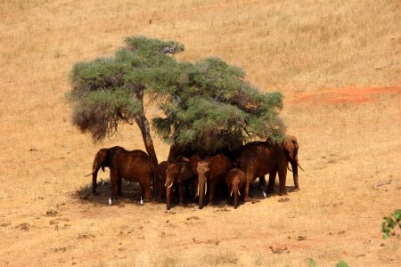 Africa kenya tsavo