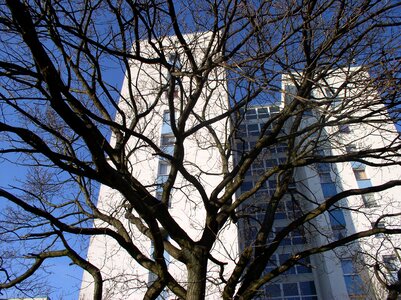 Tree branches skyscraper