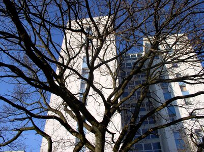 Tree branches skyscraper photo