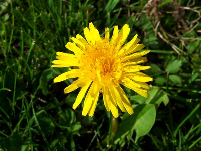 Grass spring dandelion