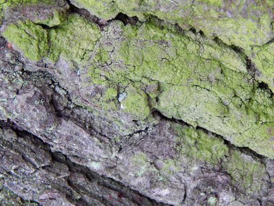 Tree moss nature