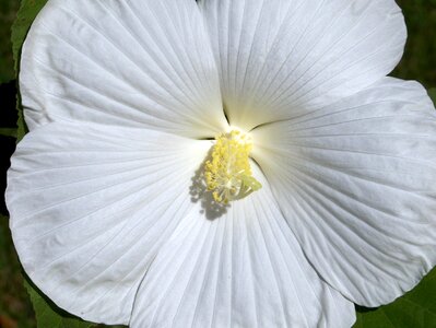 Tropical floral blossom photo