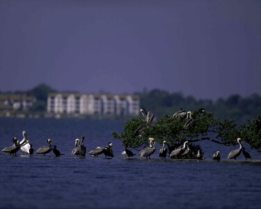 Domestic island nature