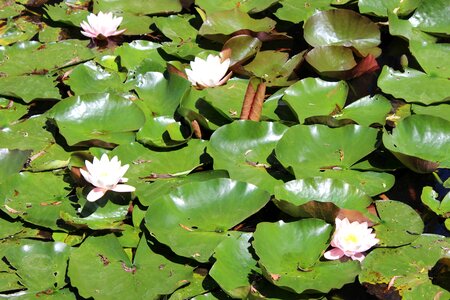 Aquatic beautiful beautiful flowers