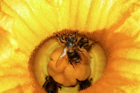 Animal arthropod beautiful flowers
