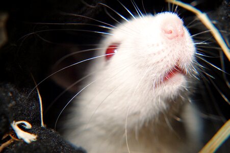 Laboratory head nose prey