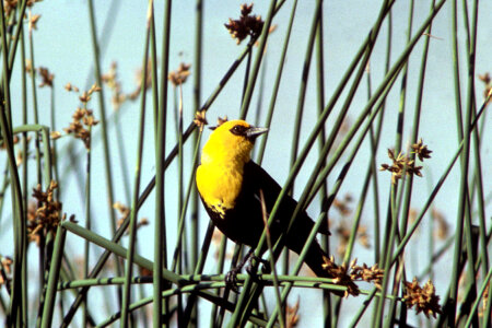 Yellow-headed Blackbird-5 photo