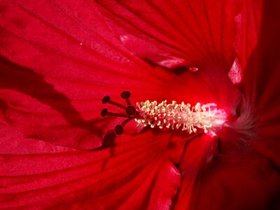 Bloom red nature
