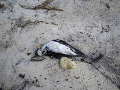 Thousands of Bonin Petrel Perished in Tsunami photo