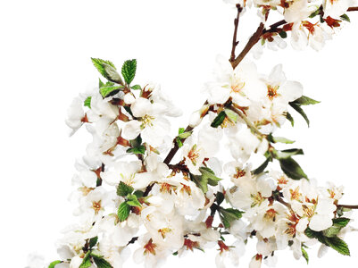 white flowers