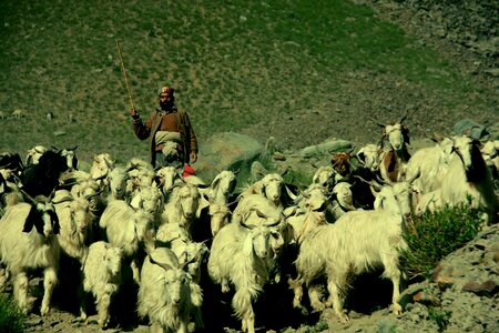 Ladakh india tibet