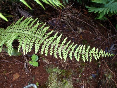 Forest jungle listing