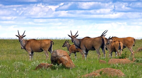 Animal animals antelope photo