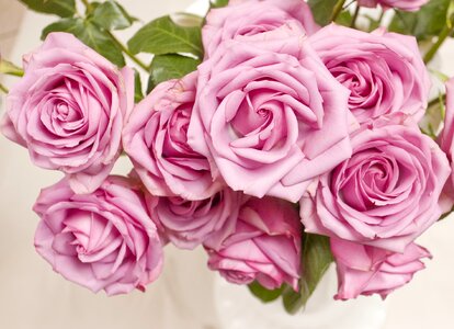 Pink rose pink pink flower