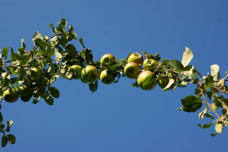 Fruit green leaves