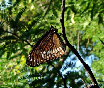 Butterfly insect wing photo