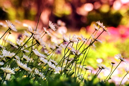 Beautiful beautiful photo bloom