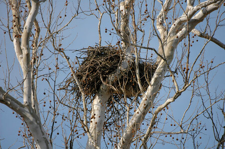 Bald eagles nest photo
