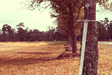 Autumn field forest photo