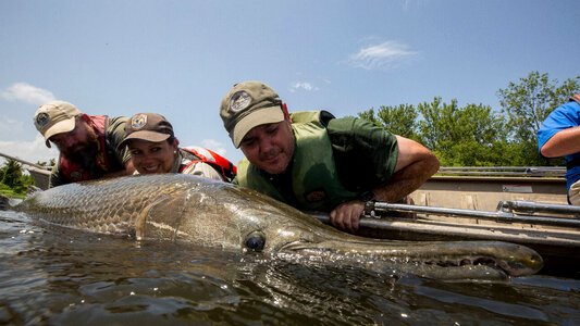 Alligator gar-2 photo