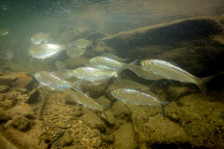  Alewife-2